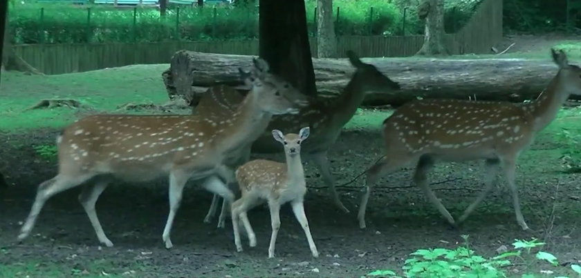 Mali mieszkańcy Nowego Zoo