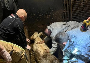 Policajci su momentalno došli da pomognu u spasavanju krave iz septičke jame