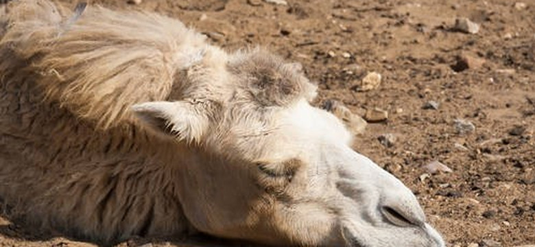 Zdjęcie wyniszczonego wielbłąda z zoo obiegło internet. "Jest bardzo chory i niedożywiony"