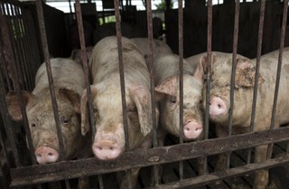 Ubój zwierząt pod stałym nadzorem kamery