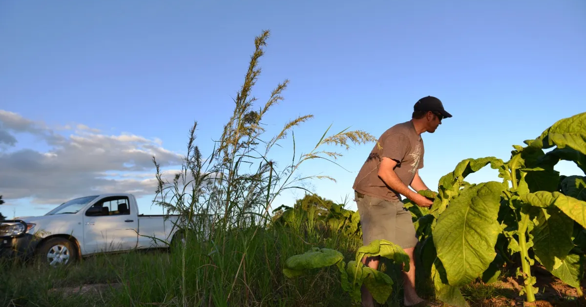 Zimbabwe’s compensation payments to white farmers hit $508 million 25 years after land seizures