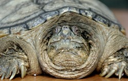 Żółw jaszczurowaty złapany pod Warszawą. To gatunek niebezpieczny dla ludzi