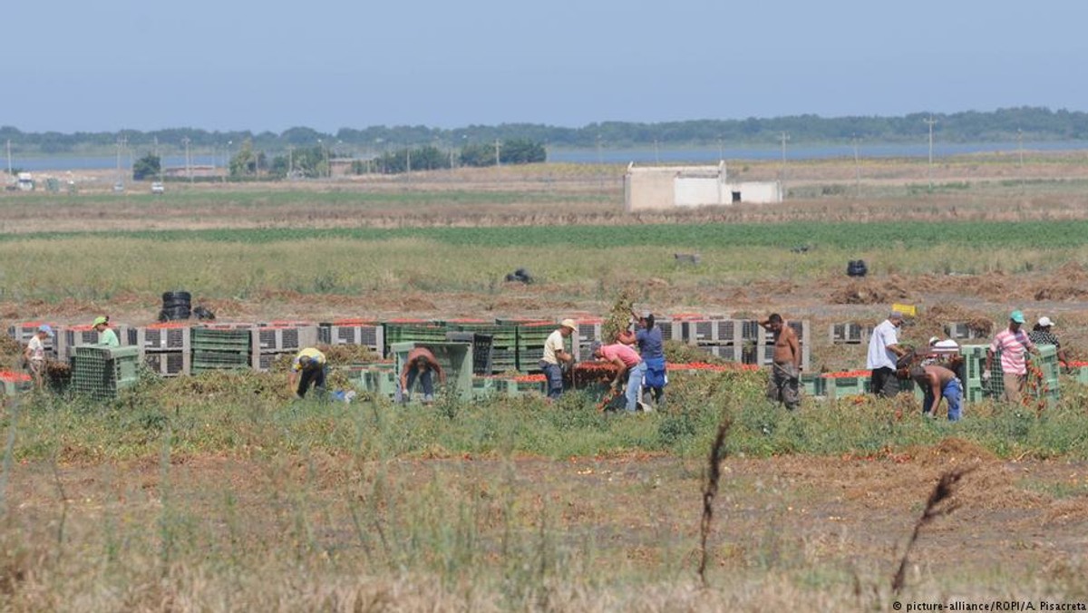 Niewolnicza praca imigrantów na włoskich plantacjach