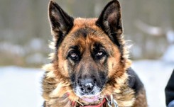 Dakota czeka, by zabrać ją ze schroniska. 'Typowa wilczyca - błyskotliwa i niezwykle czarująca'