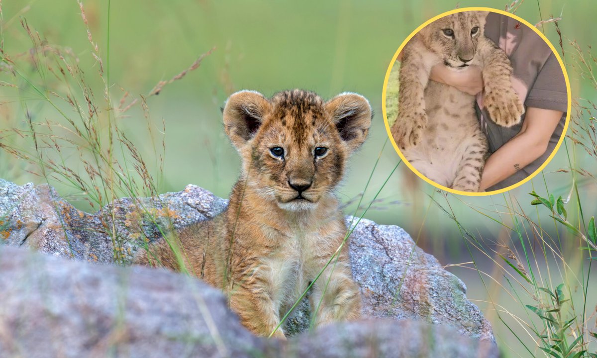 Chińska restauracja dodała do menu przytulanie lwów. Władze reagują