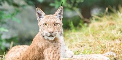 Ktoś zastrzelił piękną rysicę Cleo