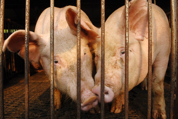 Od 18 stycznia hodowcy świń mogą składać wnioski o wsparcie finansowe