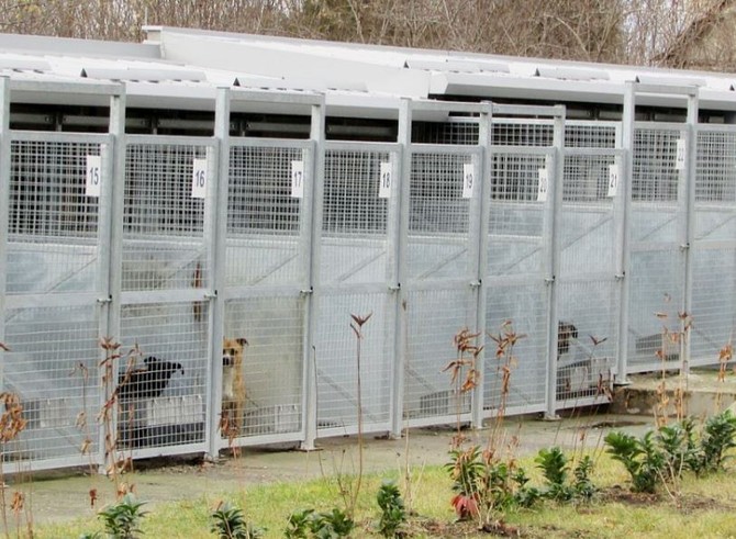 Svi psi u subotičkom Prihvatilišti su čipovani, sterilisani i socijalizovani