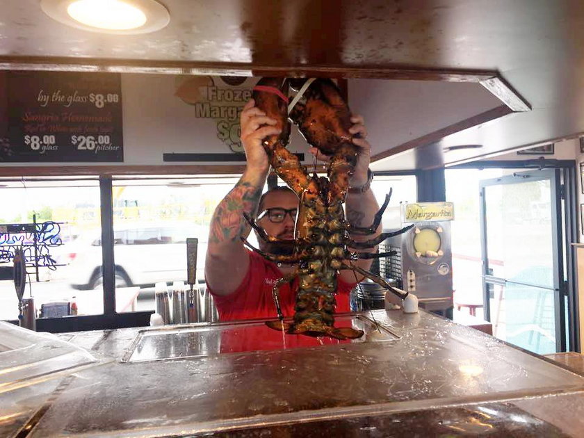 132-letni homar wrócił do oceanu po 20 latach niewoli