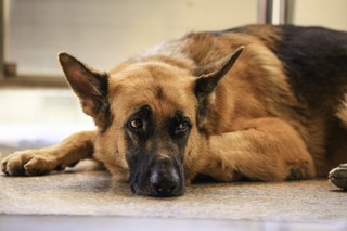 Nie panujesz nad psem? Odpowiesz za wykroczenie