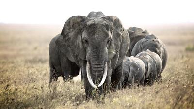 Voices From The Savannah: Gary Roberts' Stunning Photos Of African Wildlife