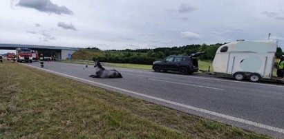 Tragedia na A2. Koń wybiegł na jezdnię, musieli go uśpić