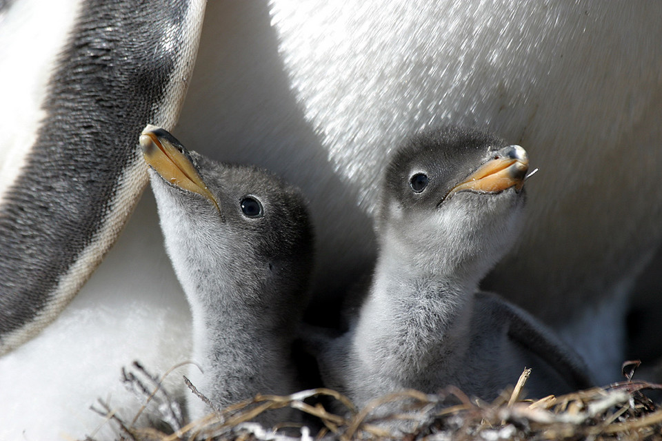 Małe pingwinki na Pebble Island