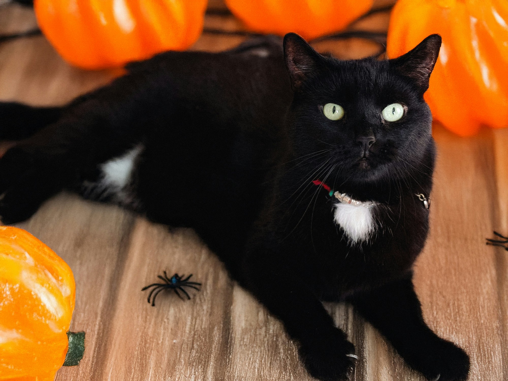 Halloween a čierne mačky patria oddávna k sebe.