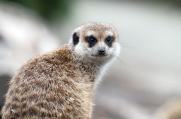 nietypowa akcja zoo w łodzi. karaczan o imieniu twojego "exa" trafi na stół surykatek