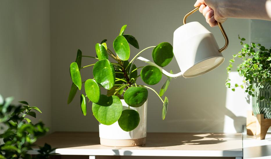 Ez az a növény, amely bevonzhatja a szerencsét! Fotó: Shutterstock