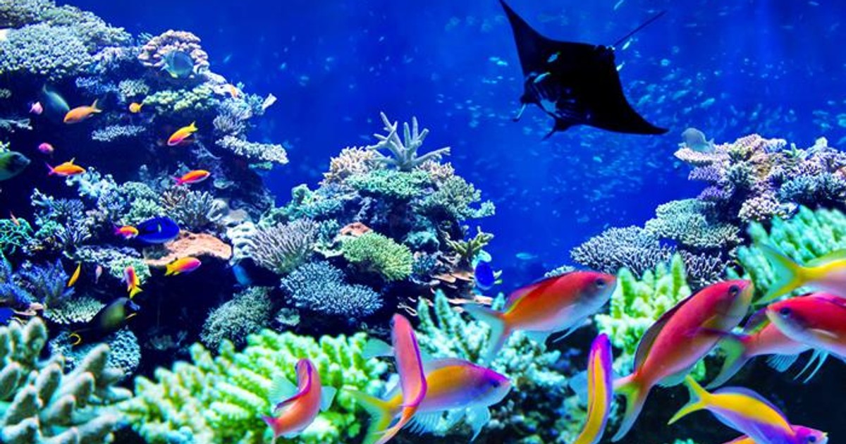 5 of the most beautiful coral reefs in the world - Vimarsana News