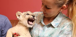 W domu pod Kielcami mają dwa lwy. „Jesteśmy podrapani od przytulania”