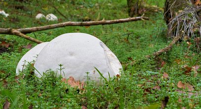 Ogromny grzyb znaleziony koło Kostrzyna. Rzadko spotykana czasznica olbrzymia powala rozmiarem