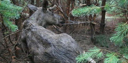 Ten łoś omal nie skonał w męczarniach. Foto