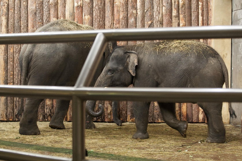Przywitanie słoni w chorzowskim zoo