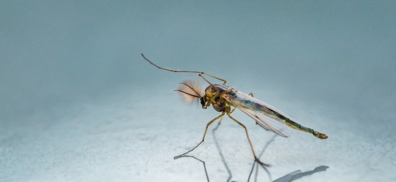 Wyglądem i trybem życia przypominają komary. Potrafią być równie uciążliwe