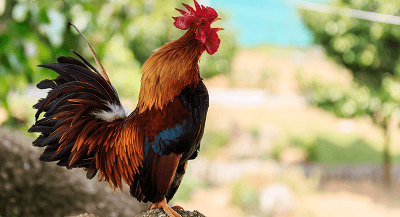 Cock wins injunction case as court says it should go ahead and crow as loud as it can