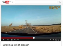 Safari po polsku. Duże stado przebiegło tuż przed maską samochodu [WIDEO]