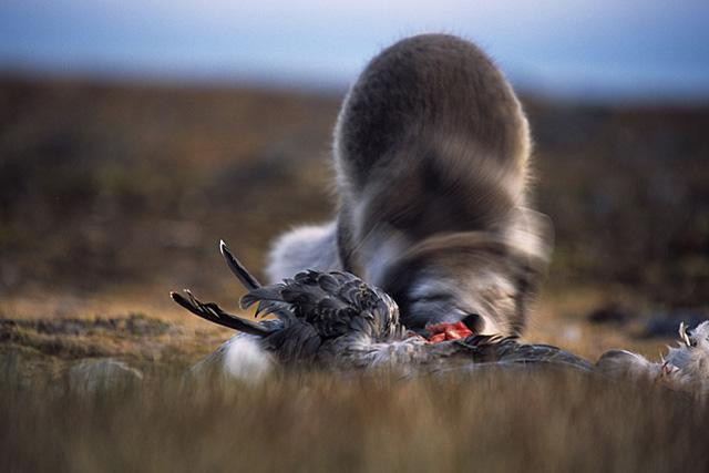 Galeria Wystawa polarnej fotografii przyrodniczej "Ptaki Spitsbergenu", obrazek 52