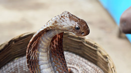 Szörnyűség: levágott kígyófej marta halálra az elismert séfet
