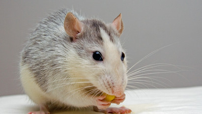 Óriási áttörés: szárított bőrsejtekből klónoztak egeret