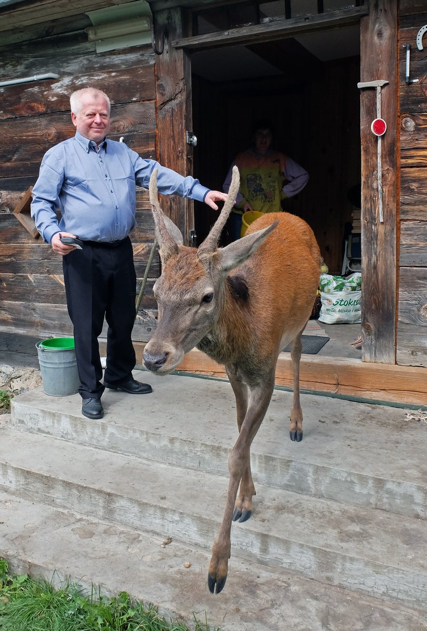 Jelonek jak piesek!