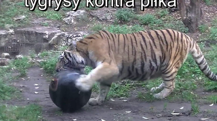 Tygrysy z zoo mają nową zabawkę