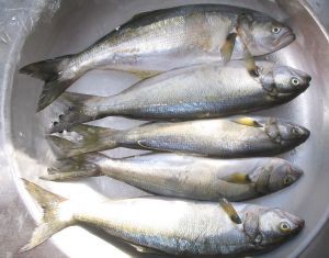 555506-fish-d00000089800c9c717299