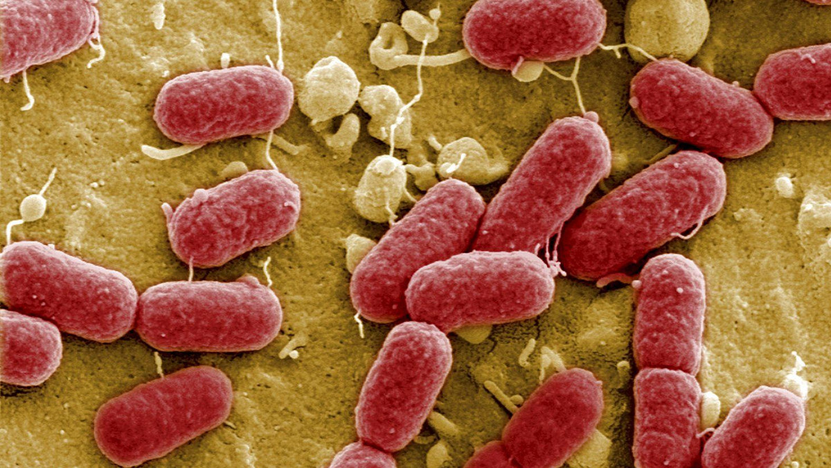 Naukowcy oceniają, że epidemia EHEC, w wyniku której w Europie zmarło kilkanaście osób, może trwać nawet kilka miesięcy. - Możemy nigdy się nie dowiedzieć, jakie było źródło zakażenia - powiedział w rozmowie z BBC News Reinhard Burger, prezes Instytutu Roberta Kocha. Światowa Organizacja Zdrowia (WHO) poinformowała dziś, że za falę zakażeń odpowiada nowy szczep bakterii, którego nigdy wcześniej nie widziano.