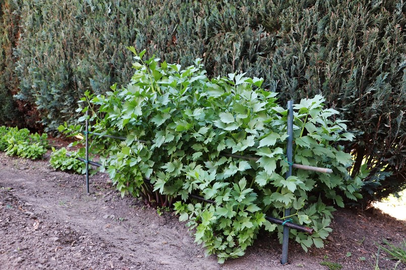 lubczyk można sadzić w marcu