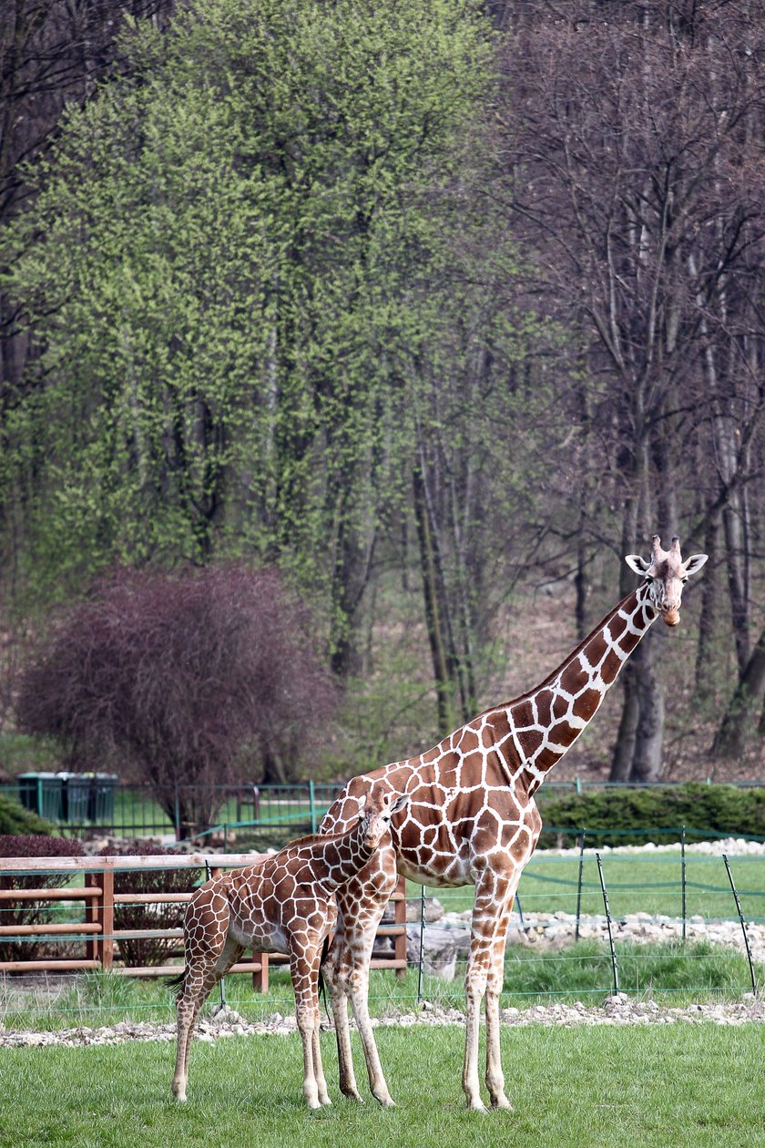 Zwierzęta na wybiegach w zoo