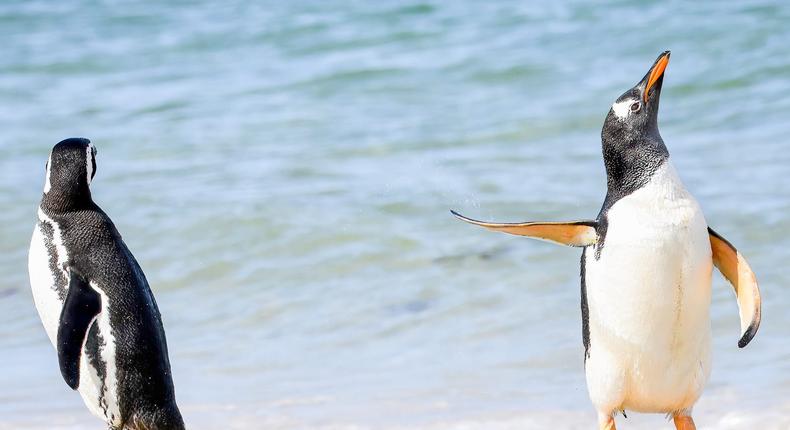 Talk To The Fin! by Jennifer Hadley won the People's Choice Award in the 2022 Comedy Wildlife Photography Awards. Jennifer Hadley/Comedy Wildlife Photography Awards 2022