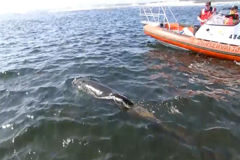 Spasavanje kitova nasukanih na obalu Tasmanije