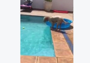 644920_kuce-foto-facebook