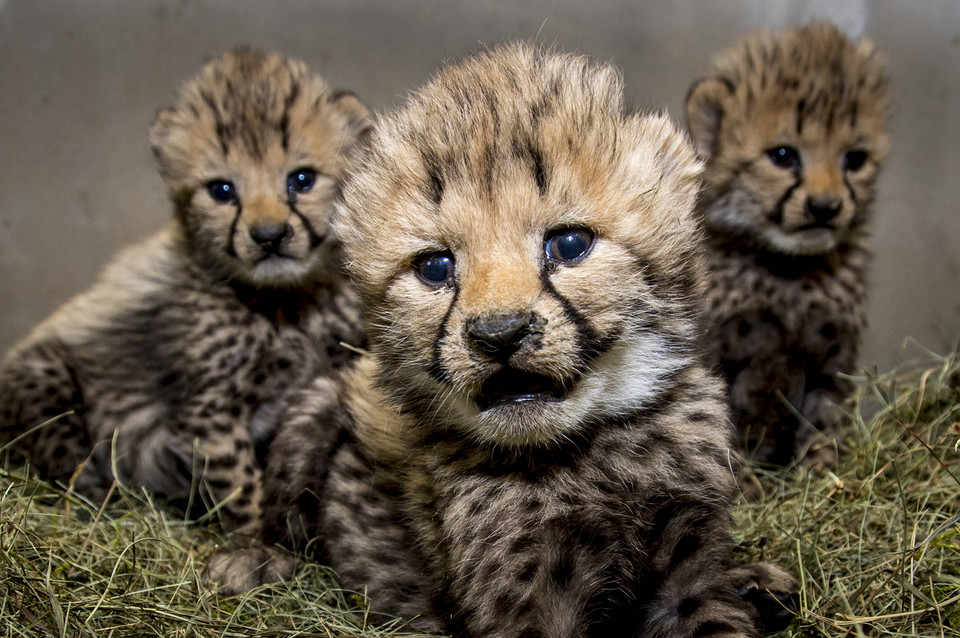 Młode gepardy w Zoo Dvur Kralove