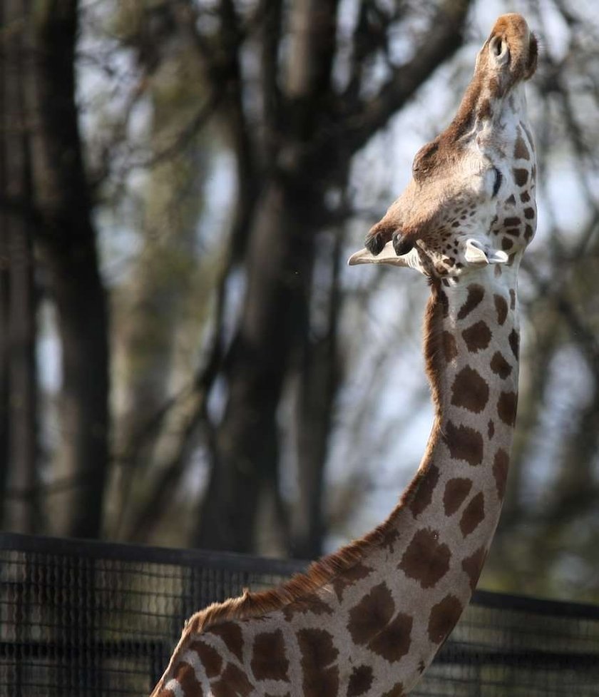 żyrafa,zoo, warszawski ogród zoologiczny