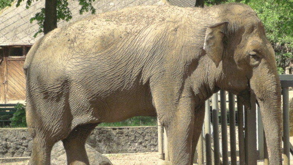 Magda, 54-letnia słonica mieszkająca w łódzkim ZOO od ponad półwiecza, odeszła w piątek. Słonica chorowała m.in. na chorobę zwyrodnieniową stawów, miała też kłopoty z krążeniem.