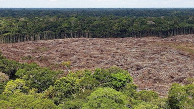 Jak zjadanie zwierząt zabija naszą planetę?