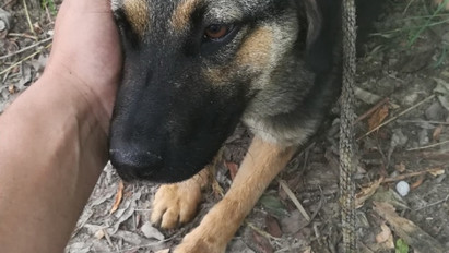 Kutyát mentett egy rendőr Tiszaföldváron