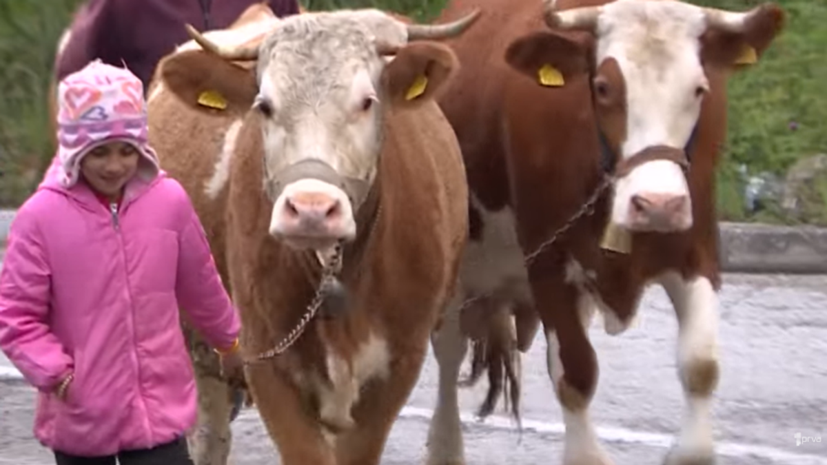 "Ovo su Rumenka, Tomka, Milka i Ruška" Tijana ima devet godina, četiri krave i priču zbog koje Srbija plače (VIDEO)   Kép
