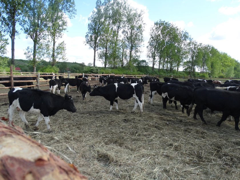 Stado liczące ok. 170 dziko żyjących krów w gminie Deszczno