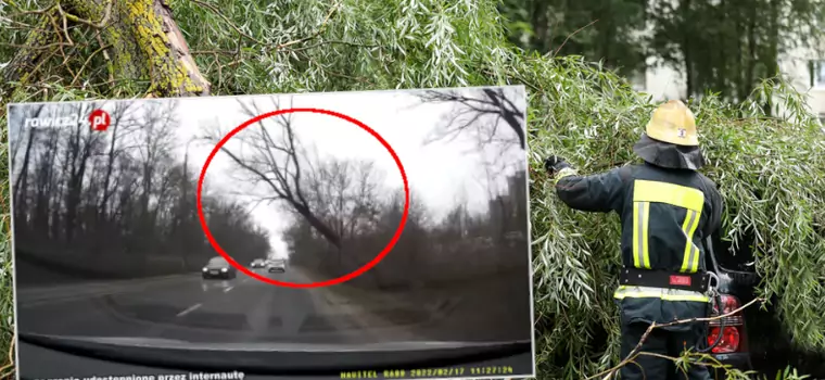 Pokazał, jak drzewo spada na jadący samochód. Przerażające nagranie z Poznania [WIDEO]