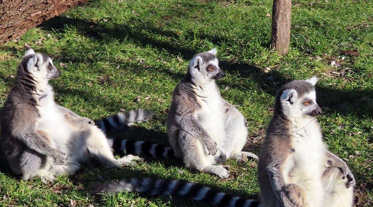 Gyűrűsfarkú makik meditálnak a napsütésben