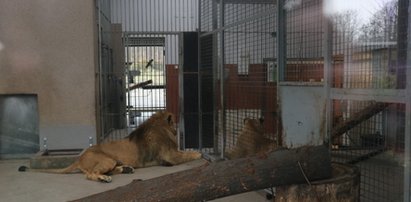 Makabra w zoo. Pracownik znalazł kolegę w kałuży krwi. Prawda okazała się przerażająca